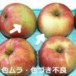 画像3: 2024年産 早生ふじ+トキ　クール便-包装不可 (3)